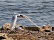 SNETTISHAM & TITCHWELL 18 & 19.7.2015 387.JPG