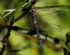 _MG_3668.JPG