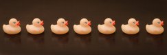 Ducks-1001.jpg Ducks-1001.jpg