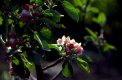 TP %22Spring%22 (blossom).jpg