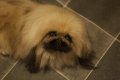 levels exposure adjust but no noise reduction.JPG levels exposure adjust but no noise reduction.JPG