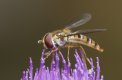 Hoverfly.jpg Hoverfly.jpg