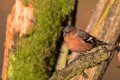 Chaffinch.jpg