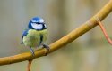 Blue-Tit-6400.jpg