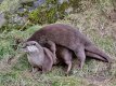 Otters.jpg