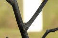 Branches.jpg
