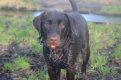 Monty Example Tongue.jpg Monty Example Tongue.jpg