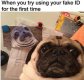 fakeid.jpg