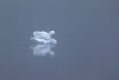 Swan lake in the mist.jpg