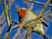 Robin 10022016.JPG