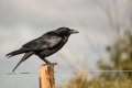 crow (2).jpg
