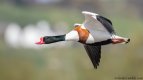 rudolph the red nosed  shelduck .jpg