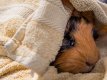 guineapig.jpg