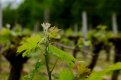 Vines at St Emilion (1 of 1)-2.jpg