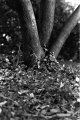 Trees Challenge Mai 2016 TP.jpg Trees Challenge Mai 2016 TP.jpg