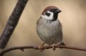 tree sparrow orig.jpg