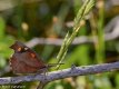 Nettle-tree Butterfly (Libythea celtis).JPG