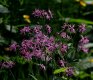 Ragged Robin growing on the end of a wood.jpg