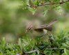 Willow Warbler Porth 8th June 2016.jpg