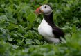 Farne islands 093.jpg