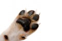 Dog-Paws.jpg