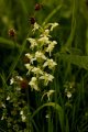 Lesser Butterfly Orchid.jpg