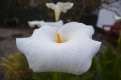 Arum.jpg