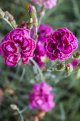 Flora.jpg