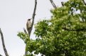 Green Woodpecker.jpg