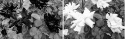 RedRoseGreen100Red100.jpg