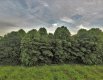 DJI_0042.JPG