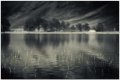 Buttermere Pines 2 BW - WEB.jpg