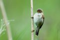 reed warbler.jpg