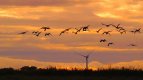 Sunset geese.JPG