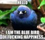 blue bird of happiness.jpg