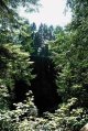 Capilano29.JPG