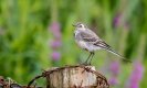 Wagtail.jpg