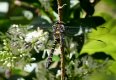 Golden-ringed Dragonfly Edern 30th July 2016.jpg