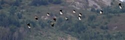 Flock of Lapwings July 2016.jpg