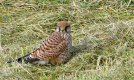 Kestrel2.jpg