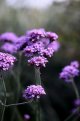 Verbena.jpg Verbena.jpg