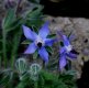 Borage in my garden.jpg