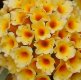 Golden Glow Buddlia.jpg