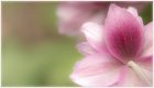 Delicate-1024x587.jpg