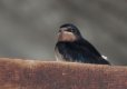 Barn Swallow just out of the nest.jpg