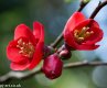Blossom wm 800.jpg