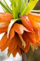 Orange Flower 800.jpg