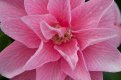 pink flower 800.jpg