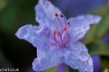 Purple flower wm 800.jpg