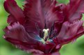 stamen 800.jpg